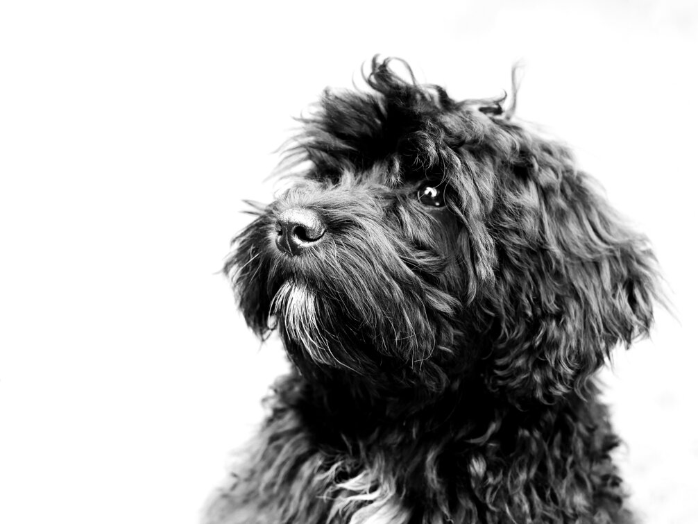 shot-of-a-cute-black-schnoodle-type-of-dog-on-white