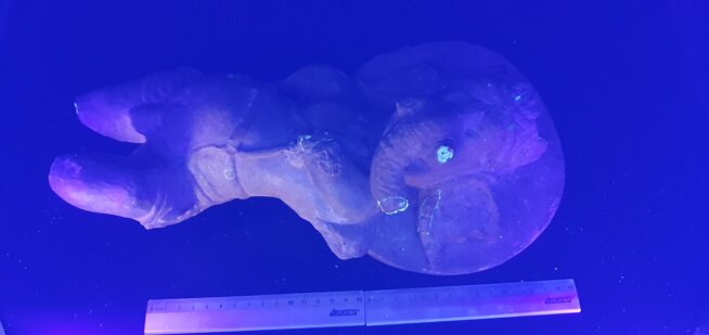 analisi tecniche e diagnostiche