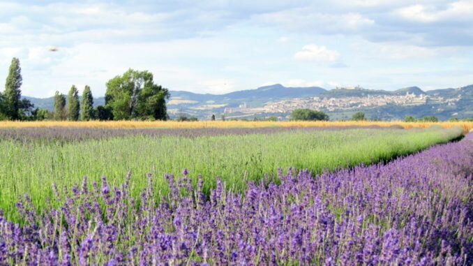 Fa troppo caldo: il Falun Gong cerca il fresco tra i lavandeti assisani
