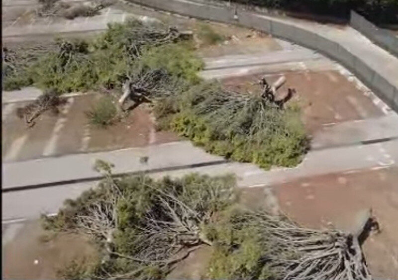 Ex Auchan a San Francesco la Rena, cimitero di alberi Ex Auchan a San Francesco la Rena, cimitero di alberi