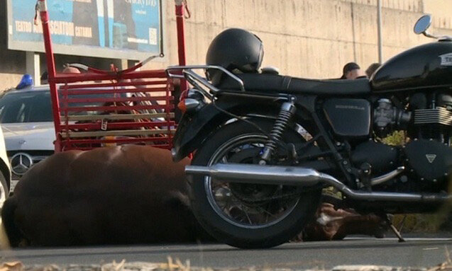 Cavallo morto alla Circonvallazione, esposto in Procura Cavallo morto alla Circonvallazione, esposto in Procura