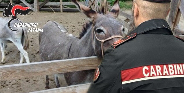 Rubano due asinelli, i carabinieri li smascherano