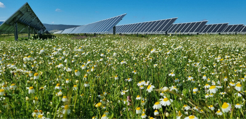 Agrivoltaico, serve chiarezza sui progetti in Sicilia