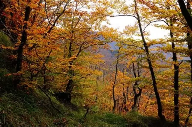 Funghi, boschi e silenzi: la passione che ci ha portato qui