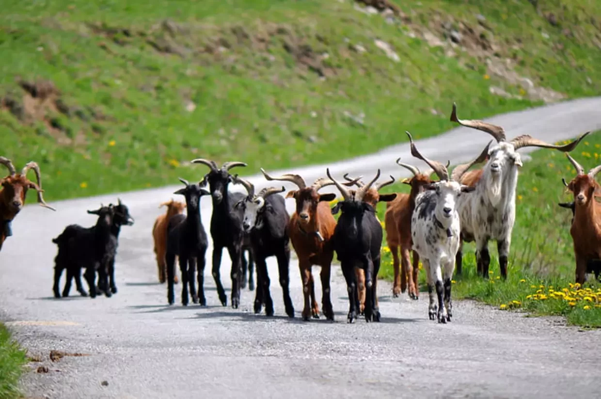 🌲 Manuale di sopravvivenza per cittadini trasferiti in montagna (ovvero: cose che nessuno ti dice prima di cambiare vita 😂)