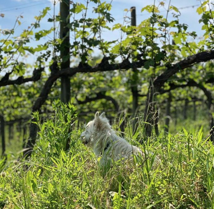#artisanresistance #localproduce #smallproducers #artisanfood #fooddiscovery #organicfarming #handcrafted #artisan #agriculturebiologique #organicwine #vigneron #vigneronne #winediscovery #artisanwine #purewine #organic #biodynamic #lowintervention #nakedwine #vinvivant #artisanresistance #localproduce #smallproducers #artisanfood #fooddiscovery #organicfarming #handcrafted #artisan #agriculturebiologique #organicwine #vigneron #vigneronne #winediscovery #artisanwine #purewine #organic #biodynamic #lowintervention #nakedwine #vinvivant