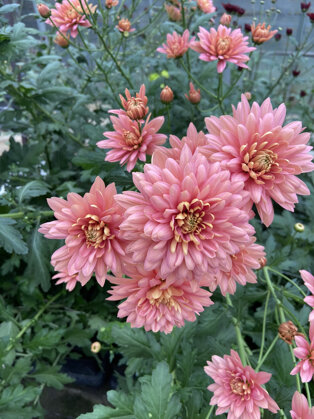 img_5447.jpeg img_5447.jpeg