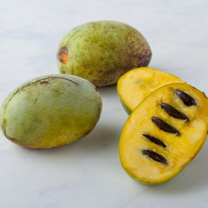 asimina-triloba-da-seme-.jpeg asimina-triloba-da-seme-.jpeg