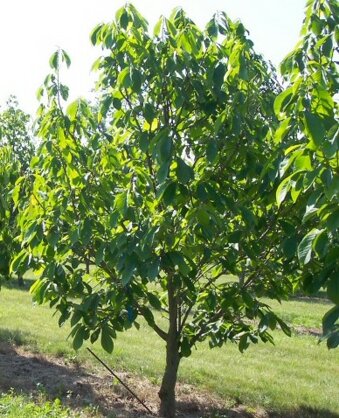 asimina-triloba-da-seme-.jpeg asimina-triloba-da-seme-.jpeg