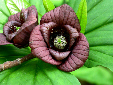 fotositovivaipawpaw04 fotositovivaipawpaw04