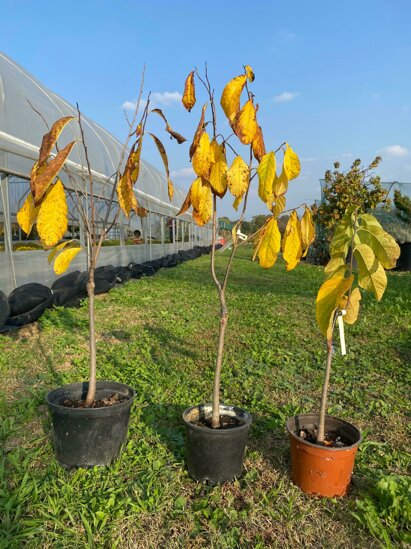 whatsapp image 2025-10-17 at 16.16.56.jpeg whatsapp image 2025-10-17 at 16.16.56.jpeg