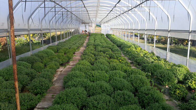 35909.jpeg 35909.jpeg