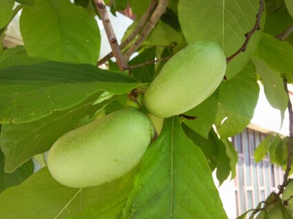 fotositovivaipawpaw05 fotositovivaipawpaw05