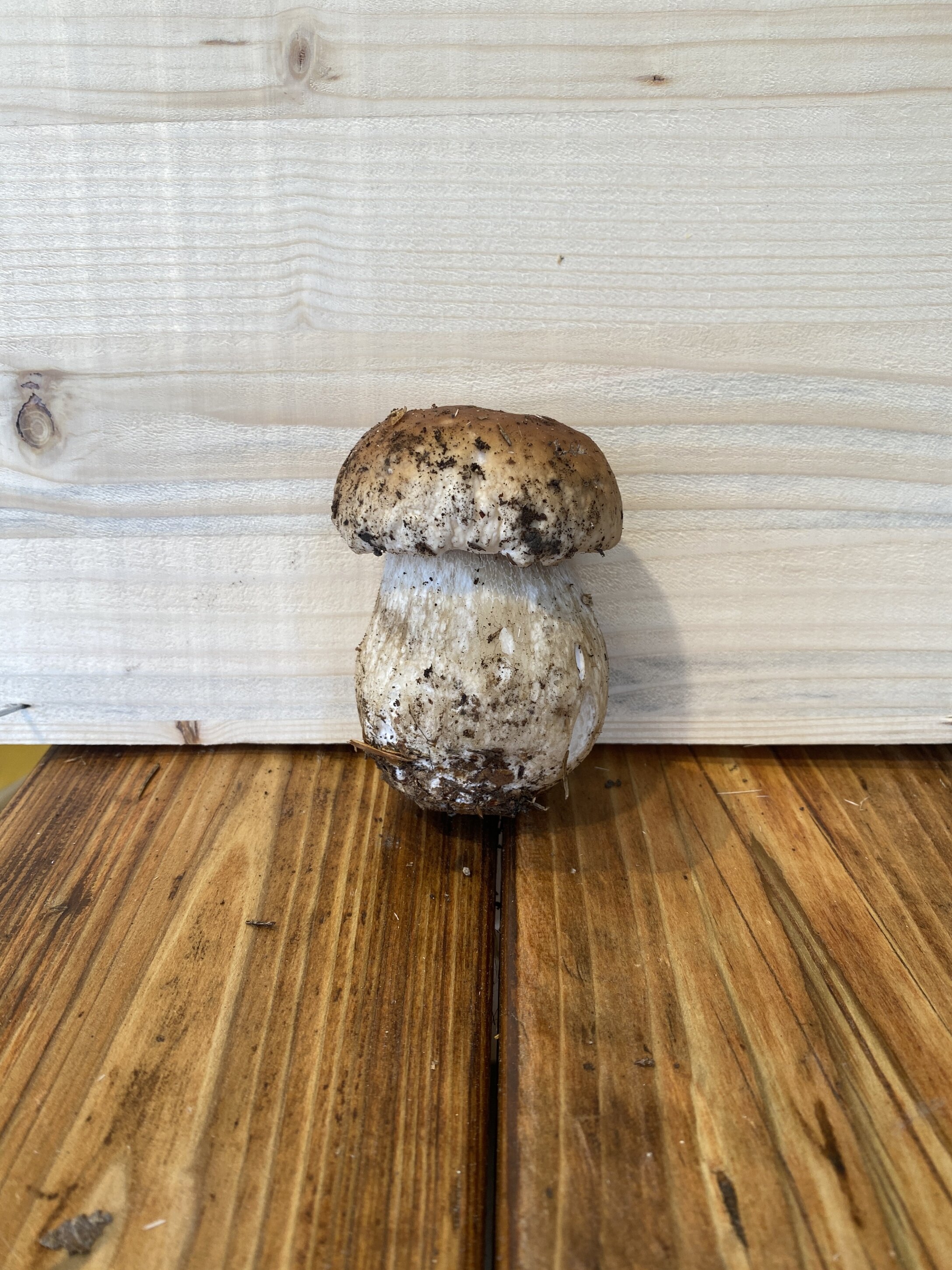 Balle di funghi porcini: facciamo un pò di chiarezza (e attenzione alle truffe)