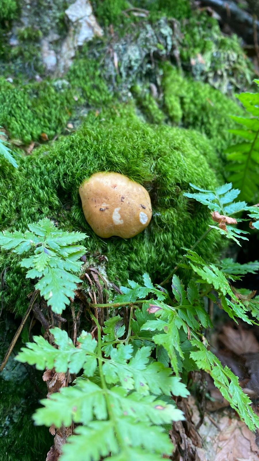 Simbionti, Parassiti o Saprofiti le differenze Simbionti, Parassiti o Saprofiti le differenze