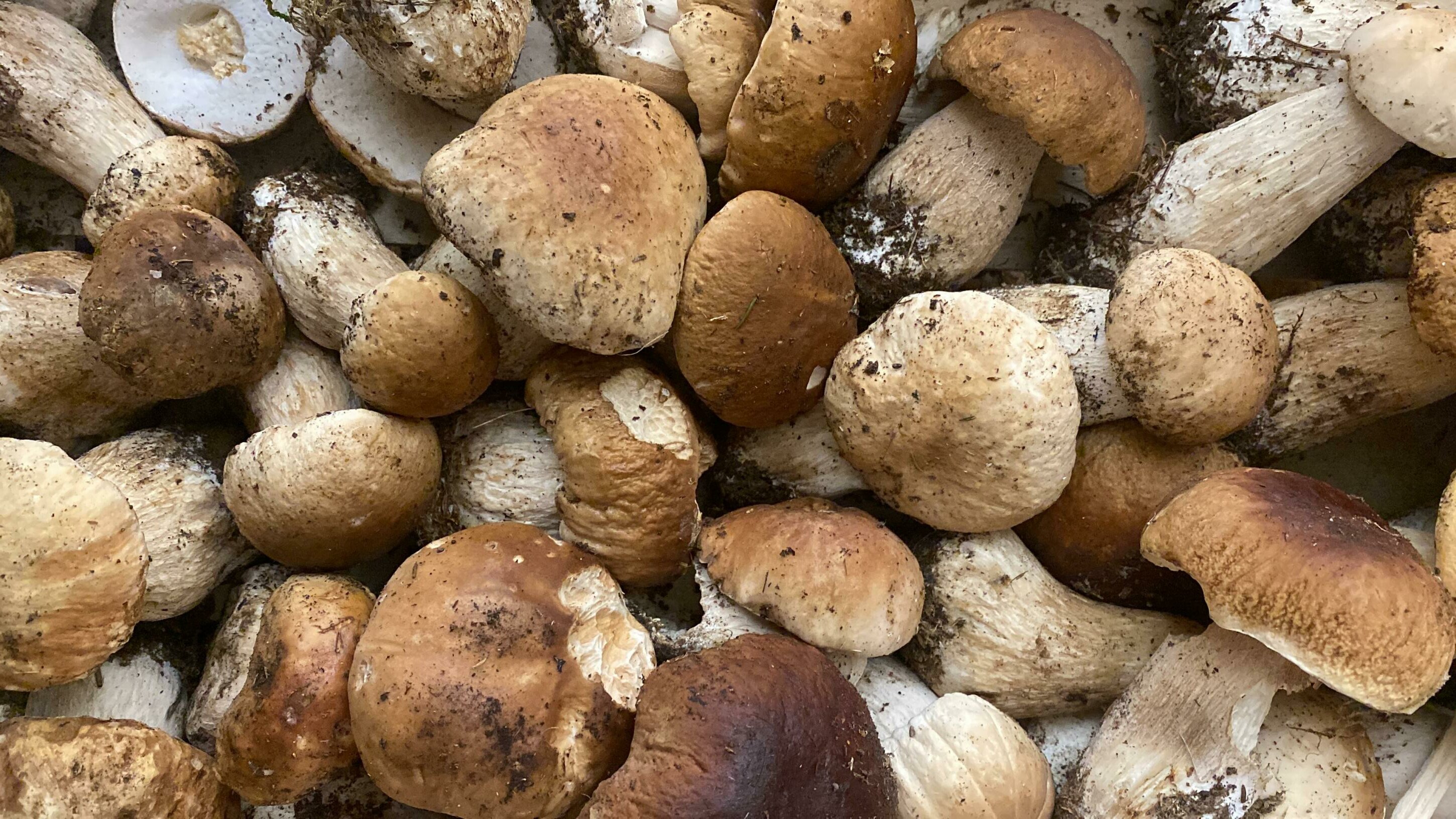 CASSETTA DI FUNGHI PORCINI FRESCHI