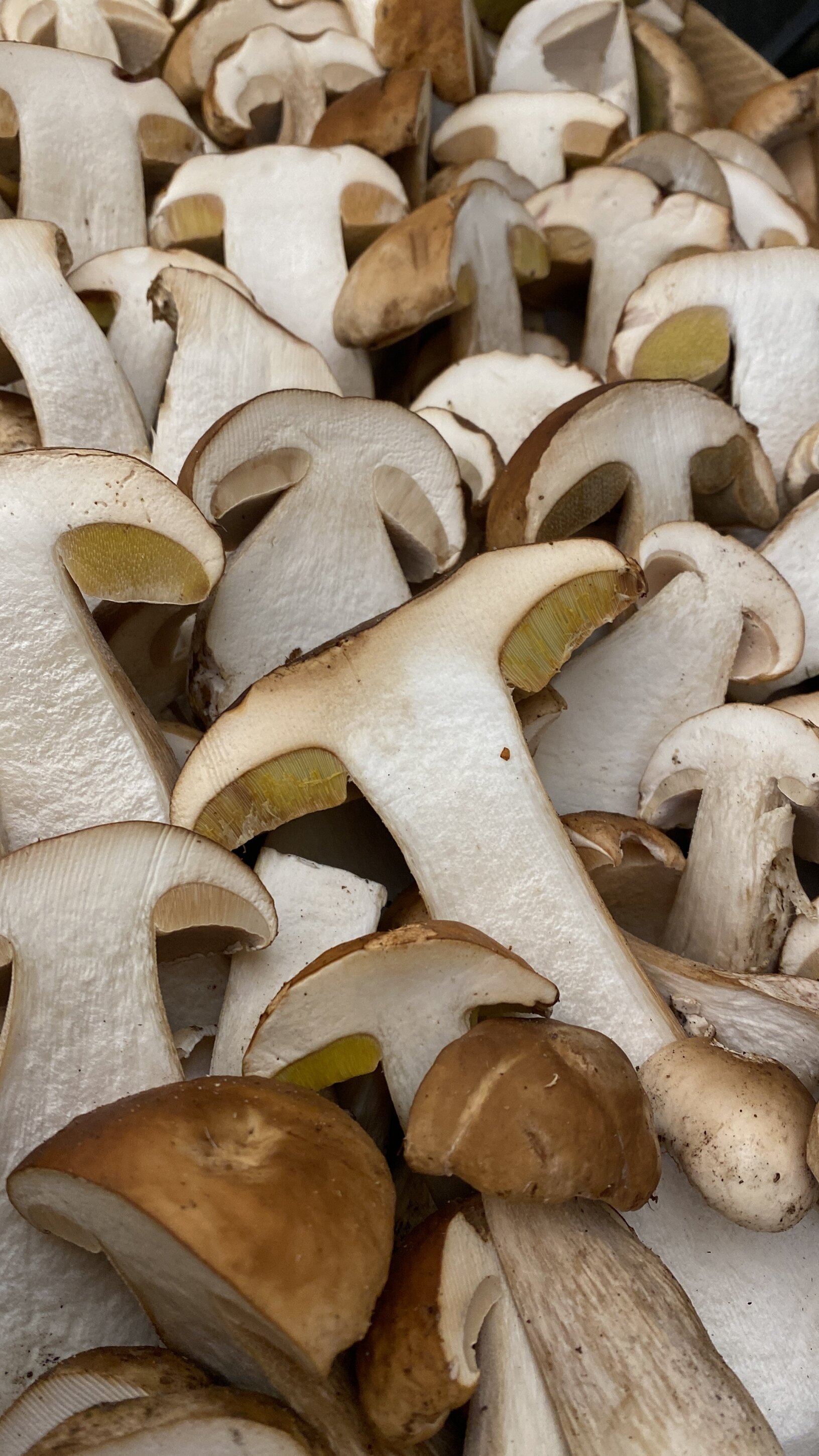 cf1e2218-9da3-43cd-bfd9-bf65aae021a4.jpeg FUNGHI PORCINI FRESCHI TAGLIATI E PULITI