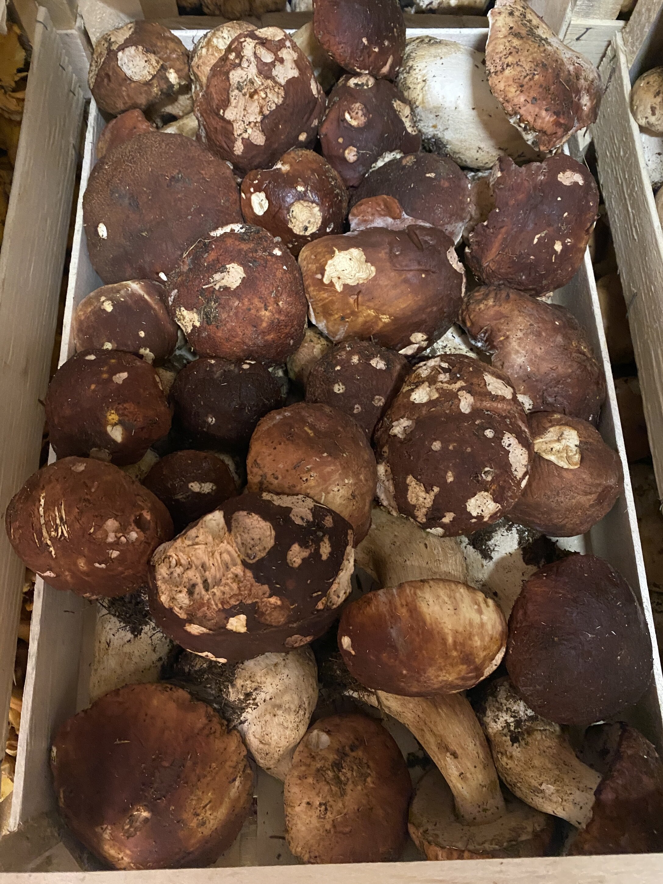 img_5413.jpeg img_5413.jpeg