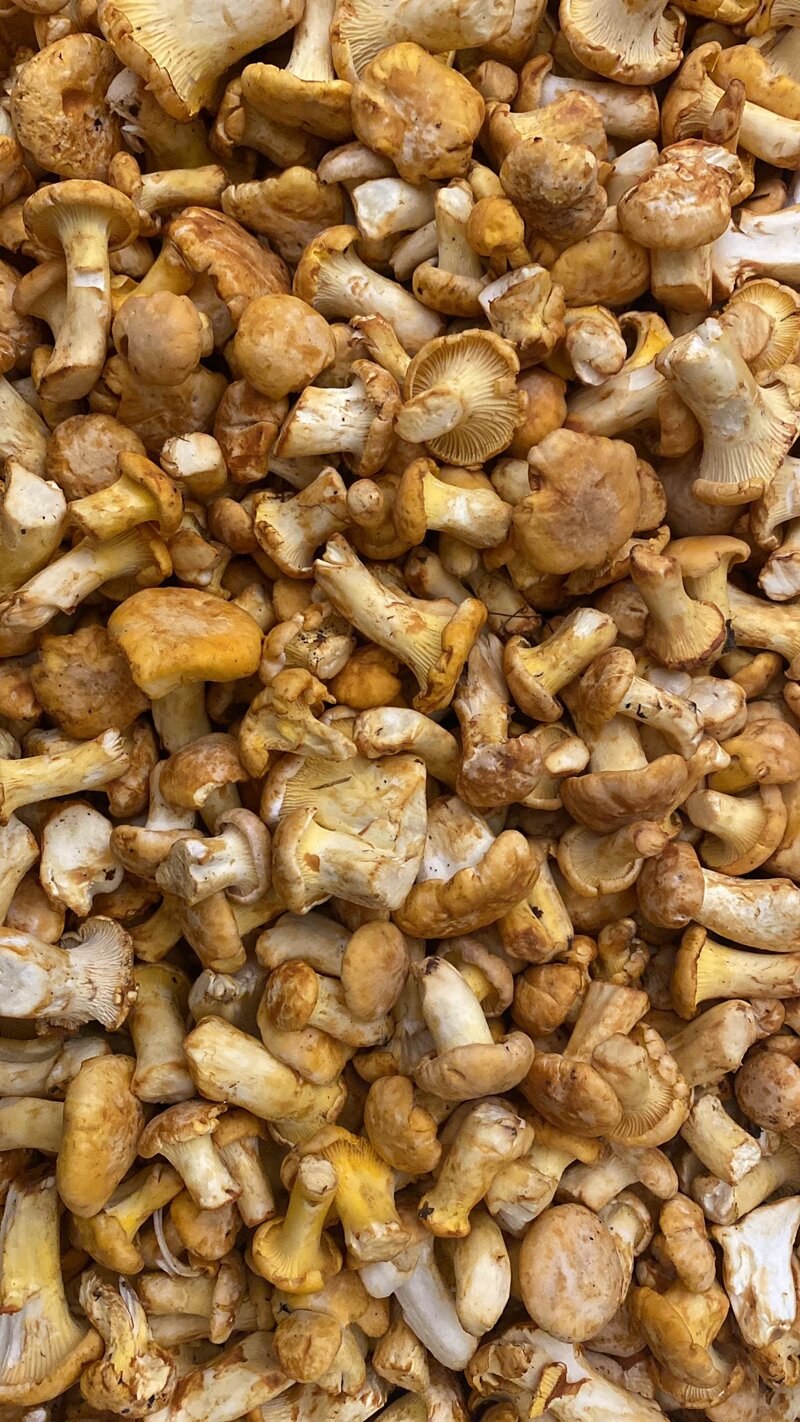 funghi finferli freschi prov Romania