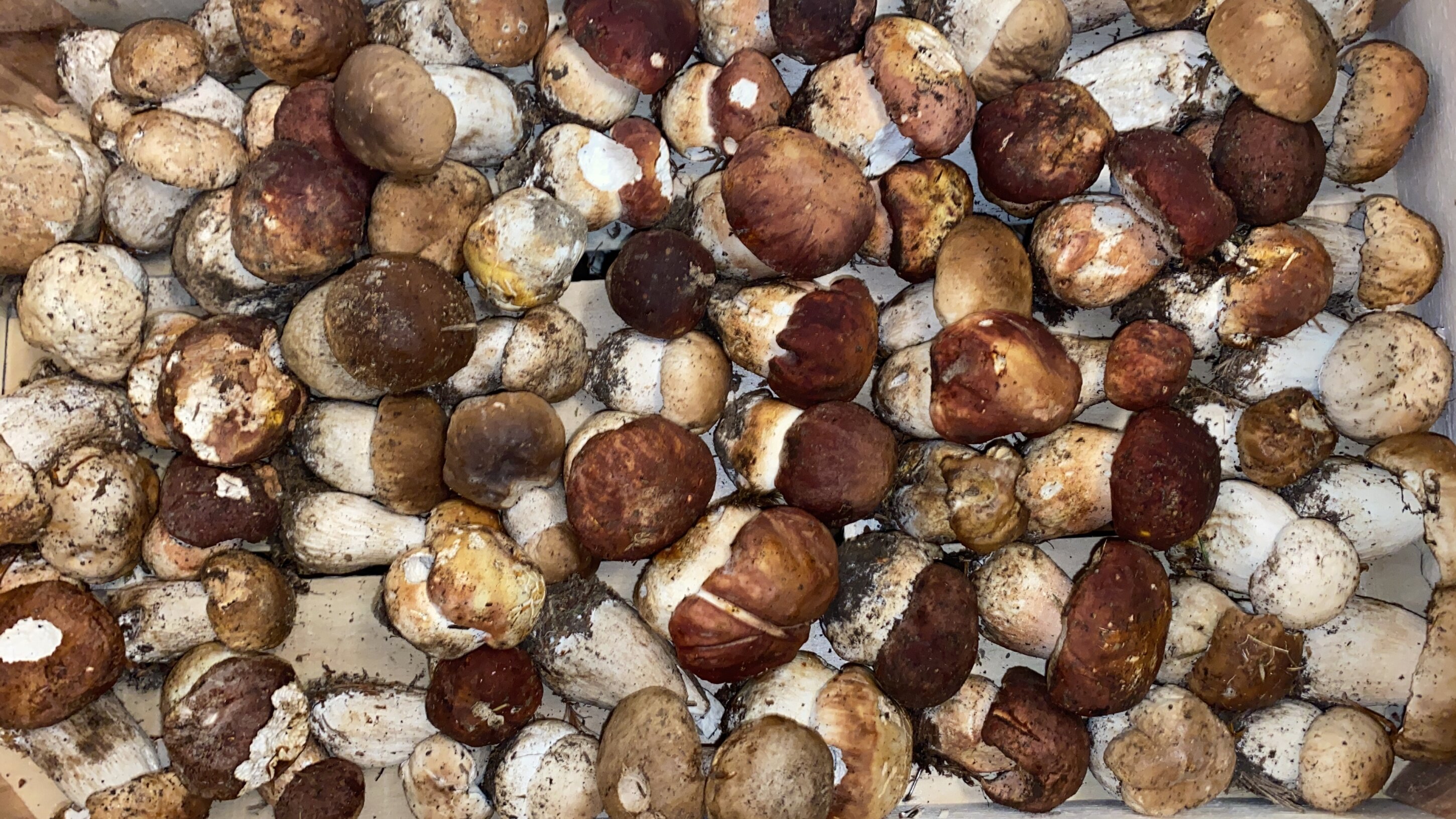 Conservare i porcini freschi: Come? Conservare i porcini freschi: Come?