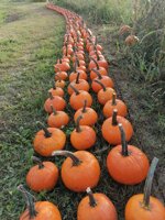 le-zucche-di-halloween-preferite-dai-bambini