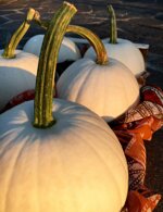 zucca-bianca-rotonda-a-forma-di-palla