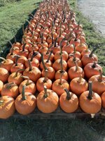 le-zucche-di-halloween-preferite-dai-bambini