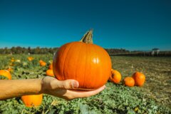pumpkin-973238_1920.jpeg