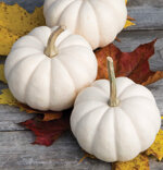 zucca-total-white-medium