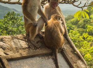 sri%20lanka%20giroviaggiando%20vecchiette