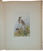 andre-theuriet-nos-oiseaux-aquarelles-de-hector-giacomelli-parigi-h-launette-et-compagnie-editeurs-1886