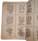 castore-durante-herbario-novo-con-figure-che-rappresentano-le-vive-piante-che-nascono-in-tutta-europa-nell-indie-orientali-occidentali-in-venetia-appresso-li-sessa-1617