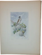 andre-theuriet-nos-oiseaux-aquarelles-de-hector-giacomelli-parigi-h-launette-et-compagnie-editeurs-1886