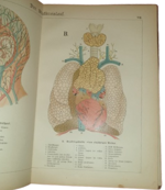 paul-ebenhoch-theodor-himmelein-der-bau-des-menschlichen-korpers-anatomische-beschreibung-des-menschen-fur-schule-und-haus-esslingen-und-munchen-jf-schreiber-1895