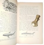 ambrogio-fogar-la-zattera-la-storia-vera-di-due-uomini-alla-deriva-per-74-giorni-nell-oceano-milano-rizzoli-ottobre-1978