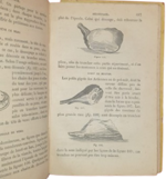 jules-breteuil-le-cuisinier-europeen-ouvrage-contenant-les-meilleures-recettes-des-cuisines-francaises-et-etrangeres-pour-la-preparation-des-potages-sauces-ragouts-entrees-rotis-fritures-entremets-paris-garnier-freres-1880-ca