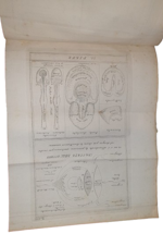 federigo-mazzucchelli-scuola-equestre-elementi-di-cavallerizza-il-cavallo-ammalato-avvertimenti-sulle-razze-dei-cavalli-sul-cavalcare-sulla-equitazione-convenevole-alle-donne-forli-bordandini-18411842