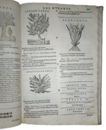 castore-durante-herbario-novo-con-figure-che-rappresentano-le-vive-piante-che-nascono-in-tutta-europa-nell-indie-orientali-occidentali-in-venetia-appresso-li-sessa-1617