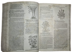 castore-durante-herbario-novo-con-figure-che-rappresentano-le-vive-piante-che-nascono-in-tutta-europa-nell-indie-orientali-occidentali-in-venetia-appresso-li-sessa-1617