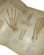 paul-ebenhoch-theodor-himmelein-der-bau-des-menschlichen-korpers-anatomische-beschreibung-des-menschen-fur-schule-und-haus-esslingen-und-munchen-jf-schreiber-1895