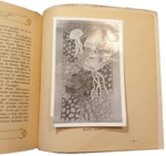 maria-antonietta-mola-per-fiume-nostra-parole-di-verita-e-di-vita-como-tipografia-editrice-cavalleri-24-maggio-1924