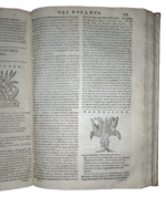 castore-durante-herbario-novo-con-figure-che-rappresentano-le-vive-piante-che-nascono-in-tutta-europa-nell-indie-orientali-occidentali-in-venetia-appresso-li-sessa-1617
