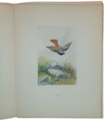 andre-theuriet-nos-oiseaux-aquarelles-de-hector-giacomelli-parigi-h-launette-et-compagnie-editeurs-1886