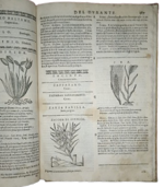 castore-durante-herbario-novo-con-figure-che-rappresentano-le-vive-piante-che-nascono-in-tutta-europa-nell-indie-orientali-occidentali-in-venetia-appresso-li-sessa-1617