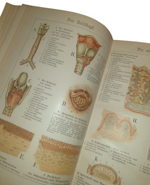 paul-ebenhoch-theodor-himmelein-der-bau-des-menschlichen-korpers-anatomische-beschreibung-des-menschen-fur-schule-und-haus-esslingen-und-munchen-jf-schreiber-1895
