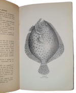 michel-bouzy-les-poissons-coquillages-crustaces-leur-preparation-culinaire-paris-michel-bouzy-1929