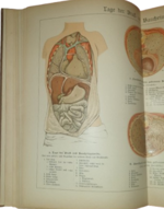 paul-ebenhoch-theodor-himmelein-der-bau-des-menschlichen-korpers-anatomische-beschreibung-des-menschen-fur-schule-und-haus-esslingen-und-munchen-jf-schreiber-1895