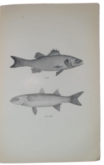 michel-bouzy-les-poissons-coquillages-crustaces-leur-preparation-culinaire-paris-michel-bouzy-1929