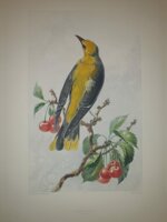 andre-theuriet-nos-oiseaux-aquarelles-de-hector-giacomelli-parigi-h-launette-et-compagnie-editeurs-1886