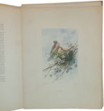 andre-theuriet-nos-oiseaux-aquarelles-de-hector-giacomelli-parigi-h-launette-et-compagnie-editeurs-1886